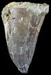 Large Mosasaur (Prognathodon) Tooth #49688-1